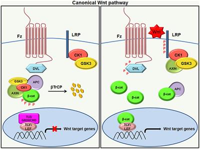 Wnt Signaling and Its Significance Within the Tumor Microenvironment: Novel Therapeutic Insights